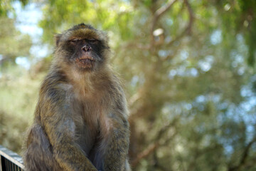 Portrait of a monkey in the tree