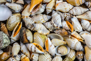 Shell Collection: 4K Ultra HD Image of Variety of Sea Shells Close Up from Top