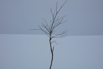 雪原に立つ一本の木