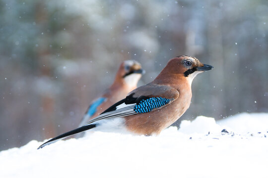 Eurasian couple of jays