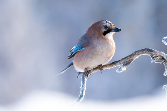 Eurasian snow