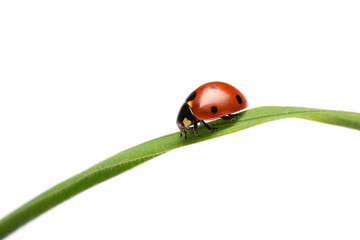 Nature's Visitor: 4K Ultra HD Image of Ladybug on Green Leaf on White