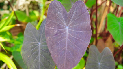 Heart Shapes of a Leaves