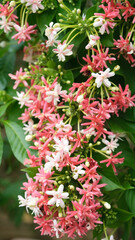 A beautiful, unique flowering plant shape like curtains in pink and white flowers.
