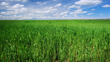 Idyllic Countryside: 4K Ultra HD Image of Spring Wheat Field under Cloudy Sky