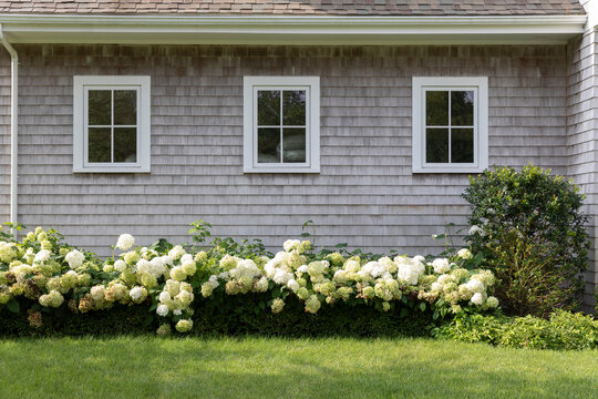 Contemporary Home Facade with with windows and hydrangea flowers 