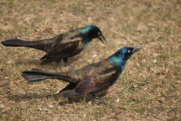 Grackles on spring grass shining in the sun