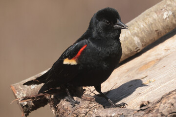 Blue Jays in bright spring sun
