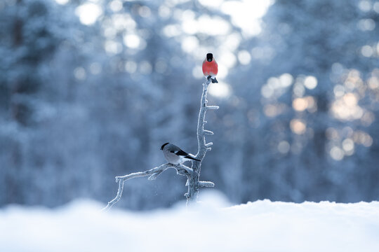 Couple of Bullfinchs on snowy branch