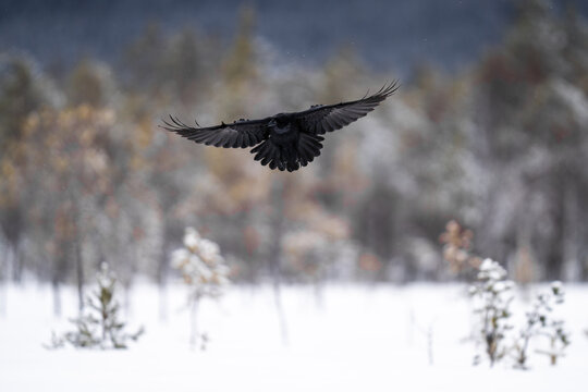 Crow flying in snow