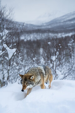 Grey norwegian wolf 