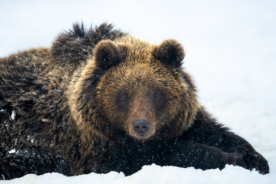 Lonely bear in the snow