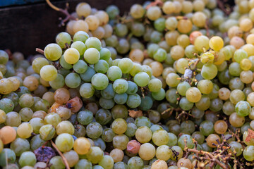 Grapes in a crusher at home farm wine production. Background with selective focus and copy space