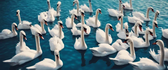 Foto op Aluminium Group of elegant white swans gracefully floats on the serene blue waters. © Jairo