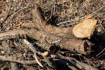 A pile of wood with a large log in the middle