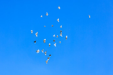 A flock of birds flying in the sky