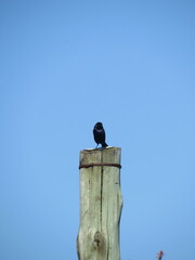 black bird 