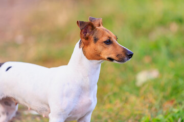A cute Jack Russell Terrier dog walks in nature. Pet portrait with selective focus and copy space