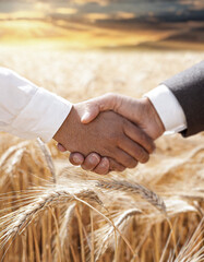 Two hands in a firm handshake against the warm backdrop of a golden wheat field under sunlight.
