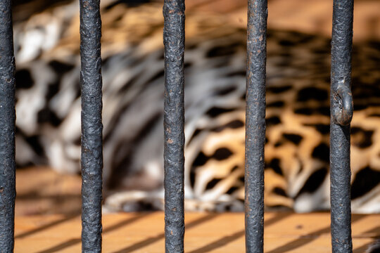 iron fence texture and spotted panther