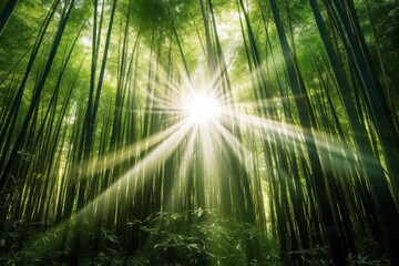 Harmonious Bamboo Forest with Sun Rays