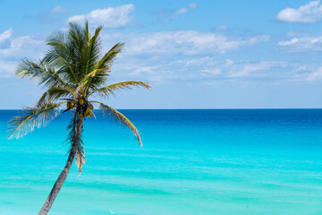 Fototapeta na wymiar coconut tree in front of colorful blue Caribbean Sea