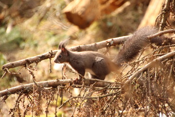 Eichhörnchen