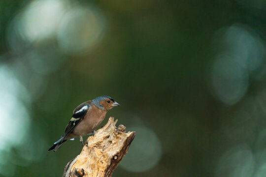 Male Common Chaffinch Perched On A Stick In The Forest 