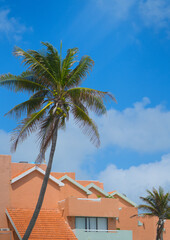 Fototapeta na wymiar coconut tree and residential house roof with bright color