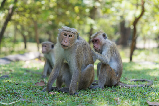 Macaque monkeys