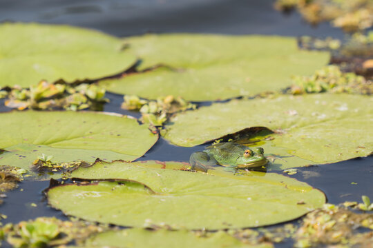 Green frog in Sri lanka.