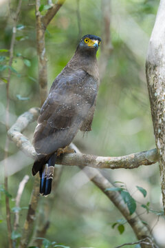 Crested Serpent Eagle perched on a tree branch