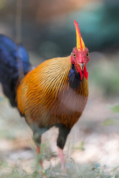 Junglefowl in it's natural habitat