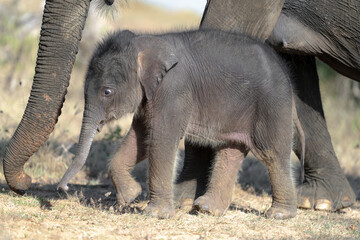Baby elephant with mother