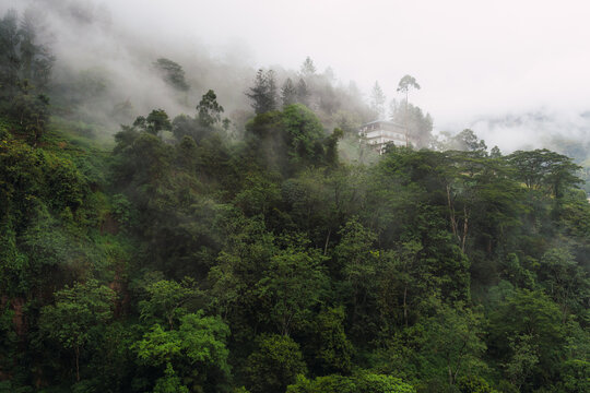 Lanscape of dense tropical forest