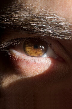 Brown eye and eyebrow closeup