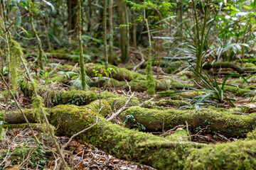 Moss on branches 