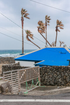 Blue roofed houses and palm trees on the waterfront.