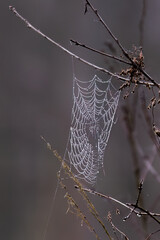 A spider web in the forest, a spider at dawn, a trap for insects, a beautiful spider web like an internet web. Spider's net
