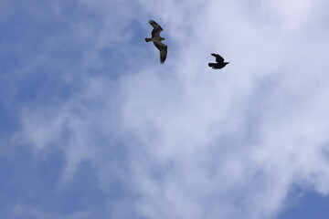 Crow was chasing Osprey in the sky above Yamaga Pond