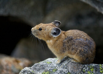 American Pika. profile view - Pikas are miniature rabbit-like mammals that live in talus slides at high elevation in western North America 