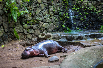 a hippopotamus resting near a fountain at the zoo