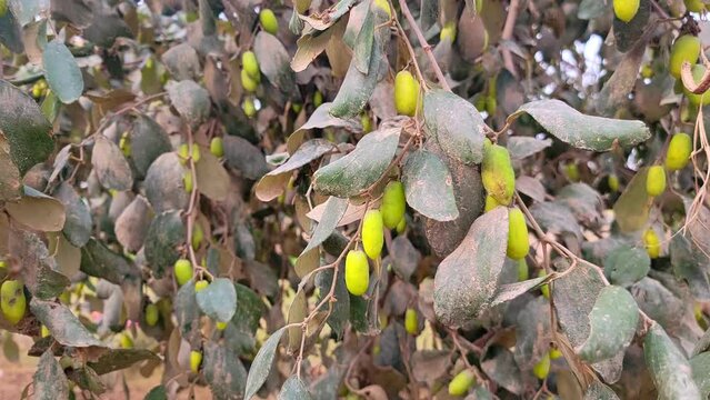 Jujube fruit and tree. Ziziphus is a genus of about 40 species of spiny shrubs and small trees in the buckthorn family. Dense berry tree, abundant in Pakistan. Ziziphus jujuba .