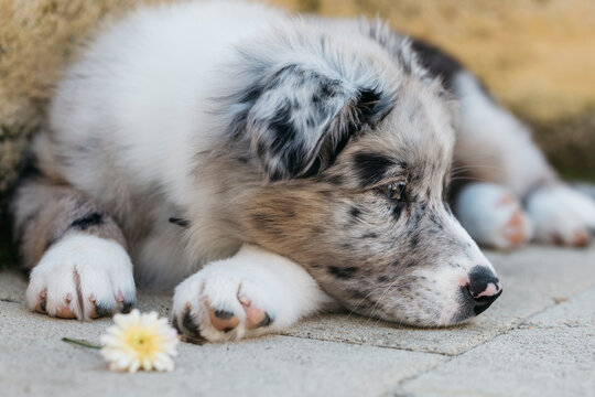 Close up portrait of sweet Australian Shepherd  blue merle puppy