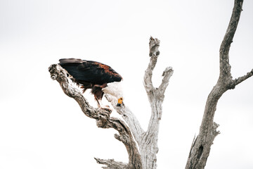 Eagle