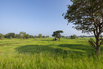 Views of the countryside and crop fields in the Dambulla region in the Central Province of Sri Lanka