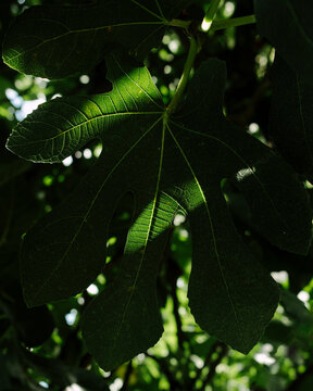 Fig leaf 