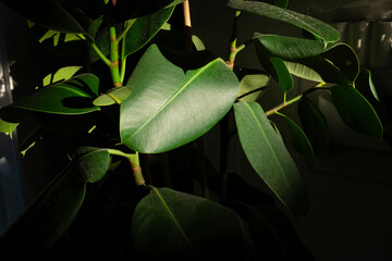 Green houseplant and soft sunlight / beam of light