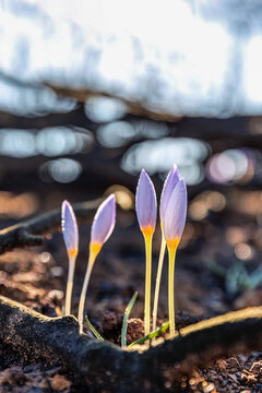 Fototapeta Crocus pulchellus or hairy crocus early spring purple flower after the wildfires, nature reborn