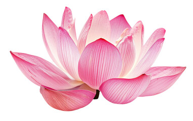 Serene Bloom Pink Lotus Delicate Petals Unveiled Isolated on Transparent Background PNG.
